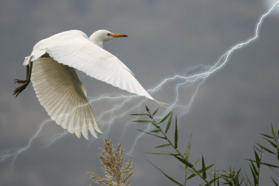 photo "07290ML White Egret" tags: nature, wild animals