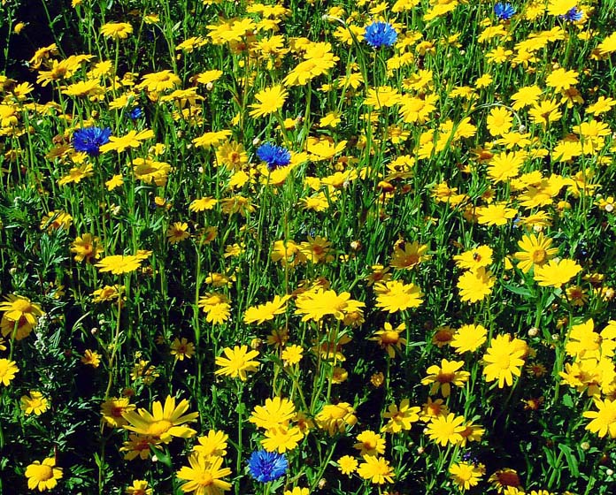 photo "" The Meadow "" tags: landscape, nature, flowers, summer