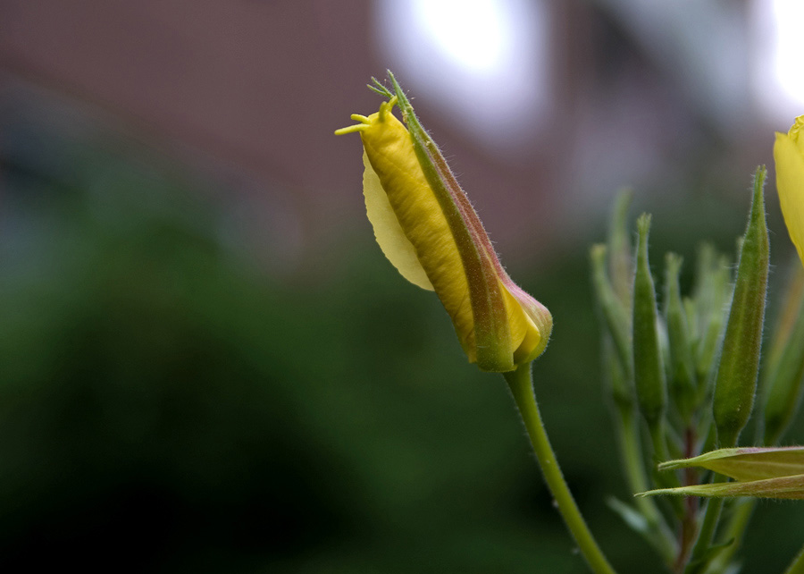 photo "***" tags: nature, macro and close-up, flowers