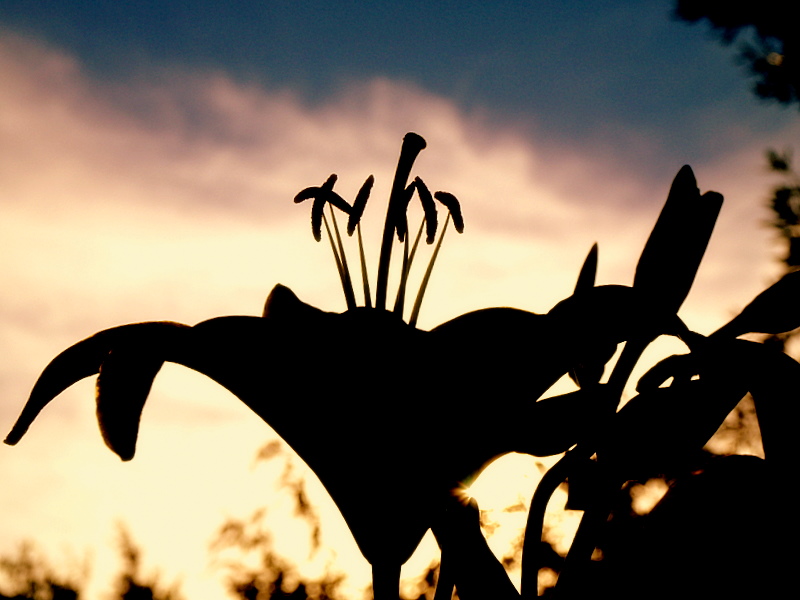 photo "Counter-light ..." tags: nature, flowers