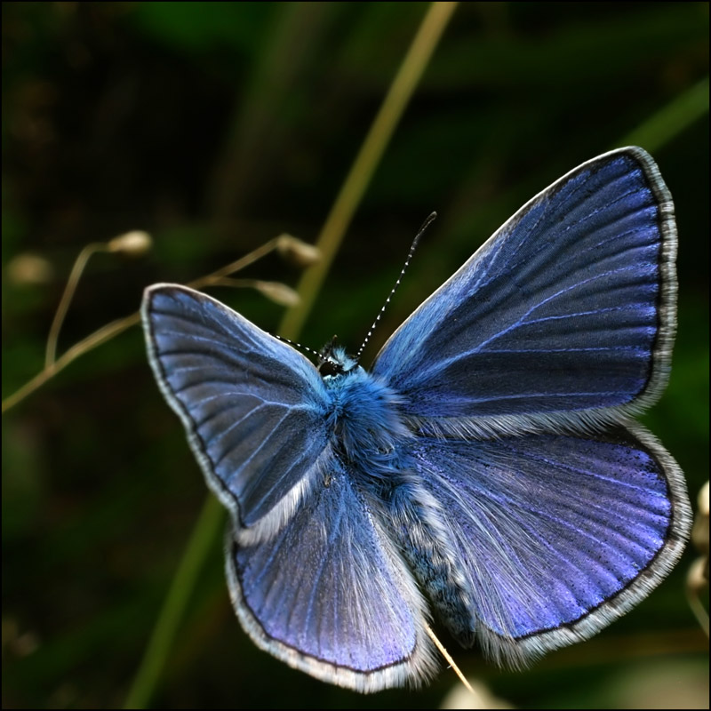 photo "***" tags: nature, insect