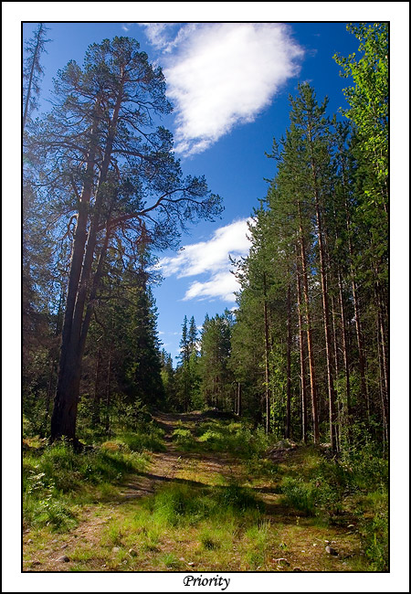 photo "***" tags: landscape, forest