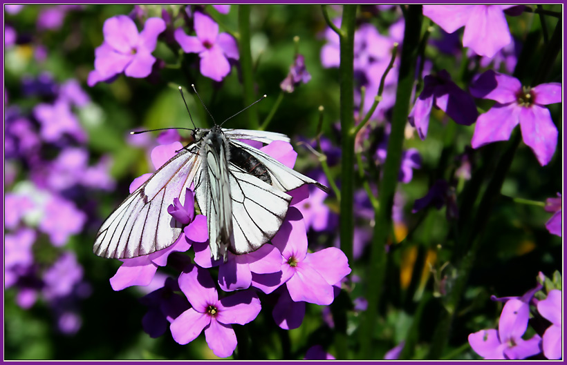 photo "Meet" tags: nature, flowers, insect