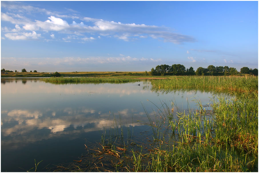 photo "На пруду" tags: landscape, summer, water