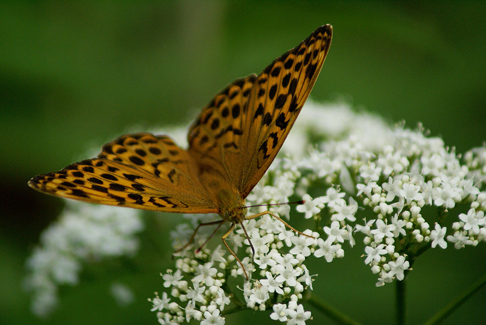 photo "***" tags: nature, insect