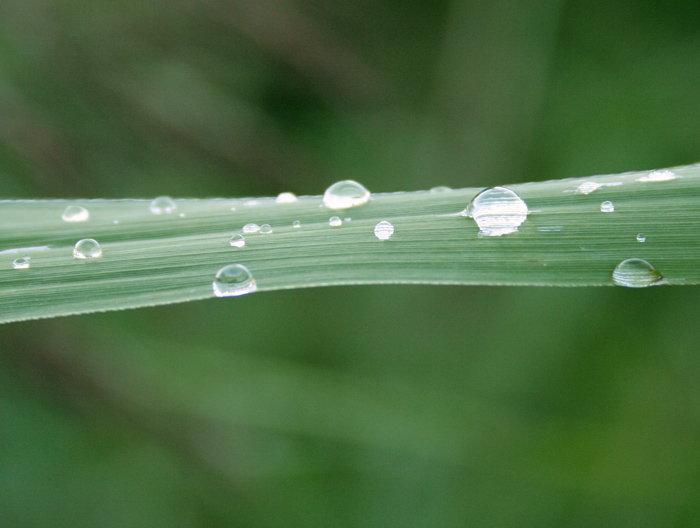 photo "Drops..." tags: nature, 