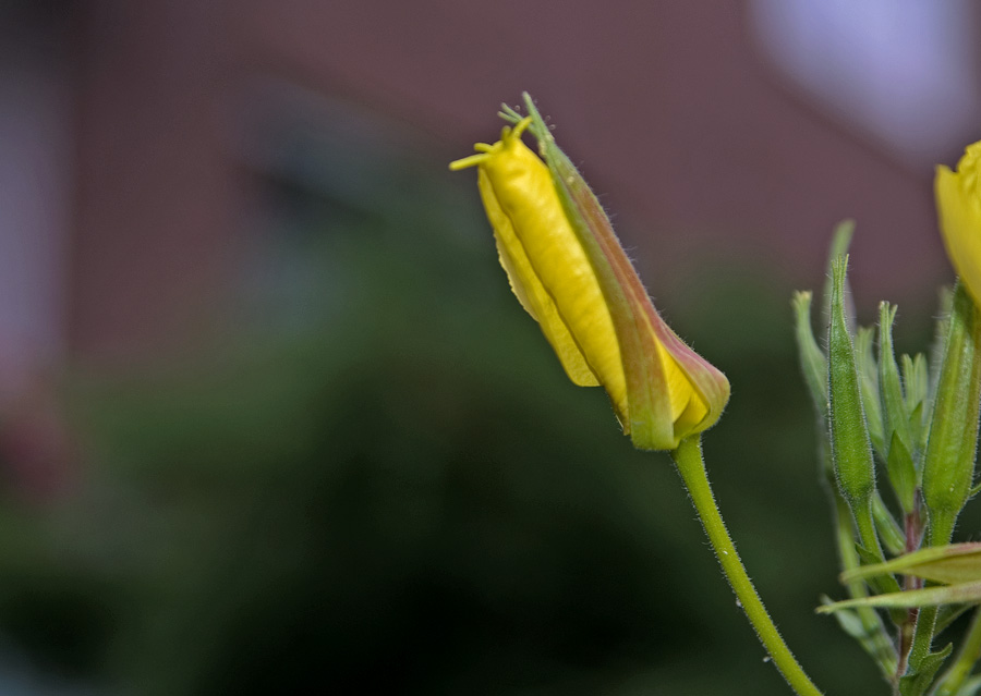 photo "***" tags: nature, sport, flowers