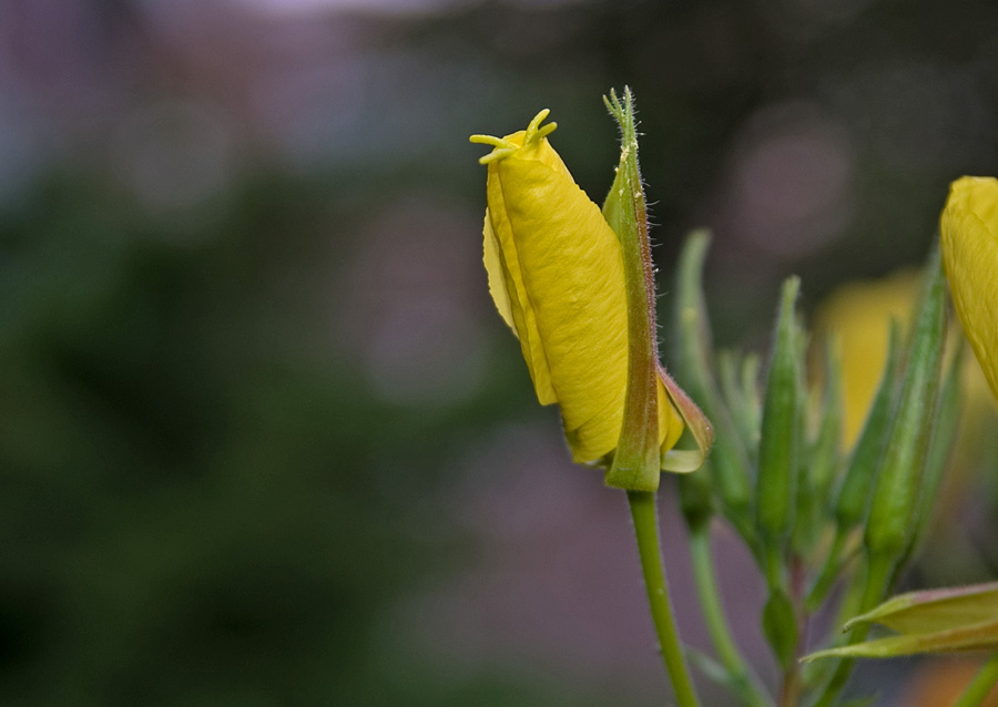 photo "***" tags: nature, reporting, flowers