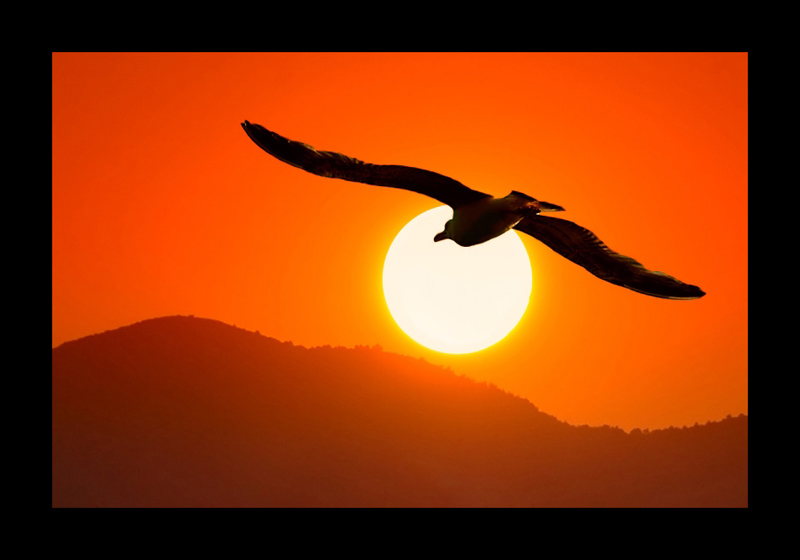 photo "Sundown" tags: nature, wild animals