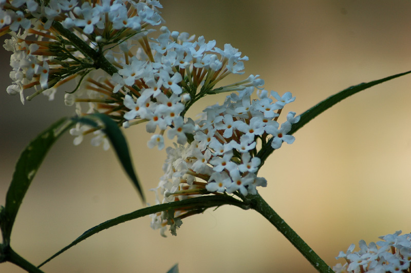 photo "Dead tree." tags: nature, flowers