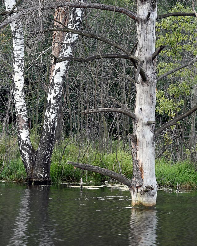 фото "VI" метки: пейзаж, вода, лес