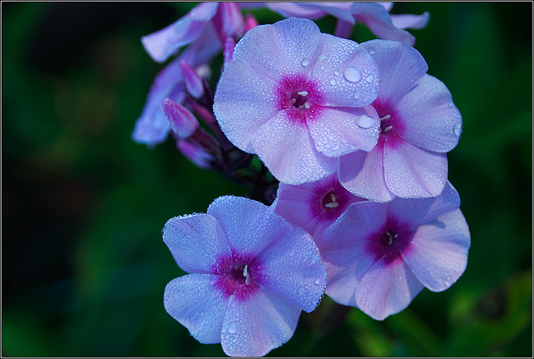 фото "Умытые росой" метки: природа, цветы