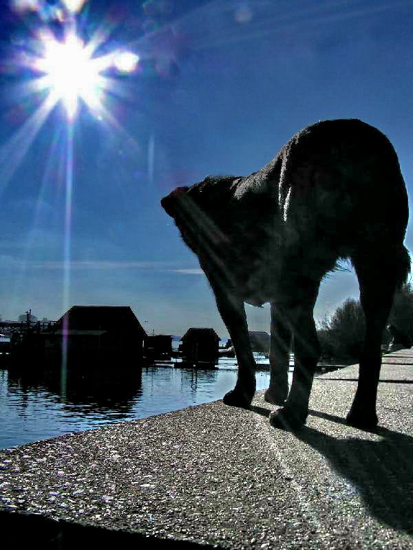 photo "Waiting for the boat on the river Sava" tags: nature, pets/farm animals