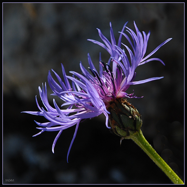 photo "Alpine flower" tags: nature, flowers