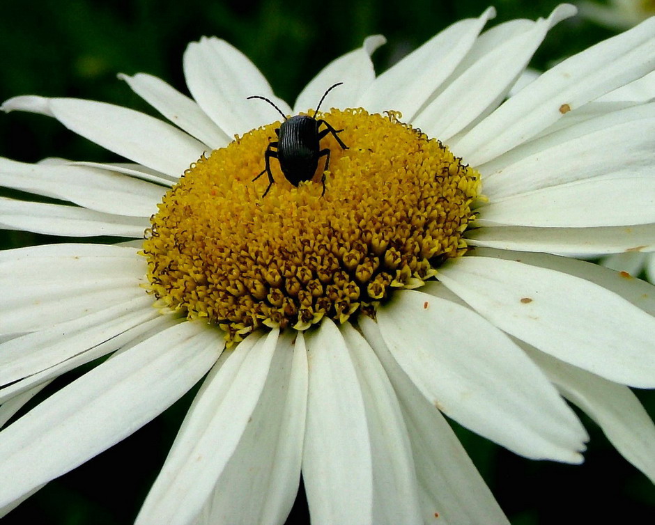 photo "This one is mine" tags: macro and close-up, nature, insect