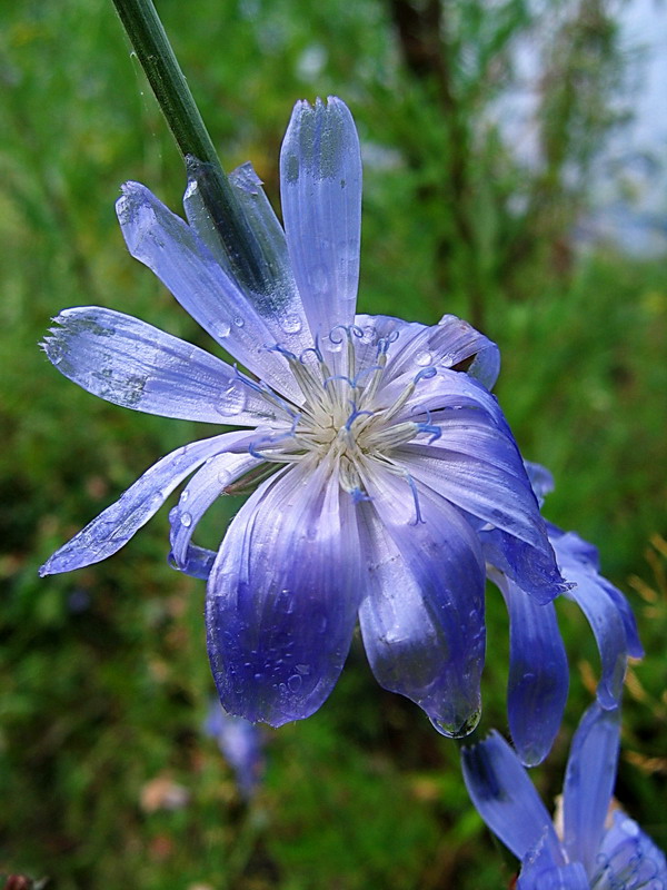 photo "***" tags: nature, macro and close-up, flowers