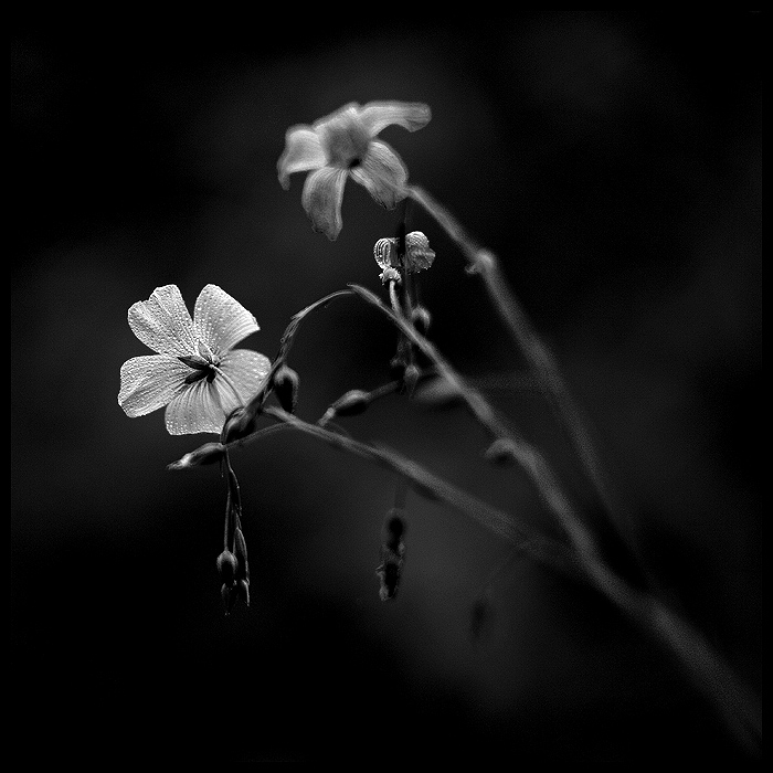 photo "* flax *" tags: nature, flowers