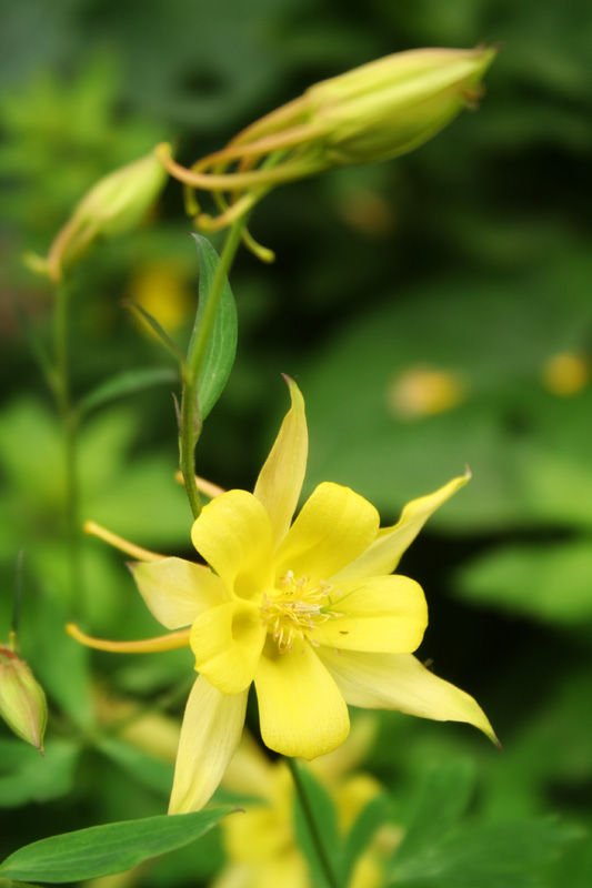 photo "***" tags: nature, flowers