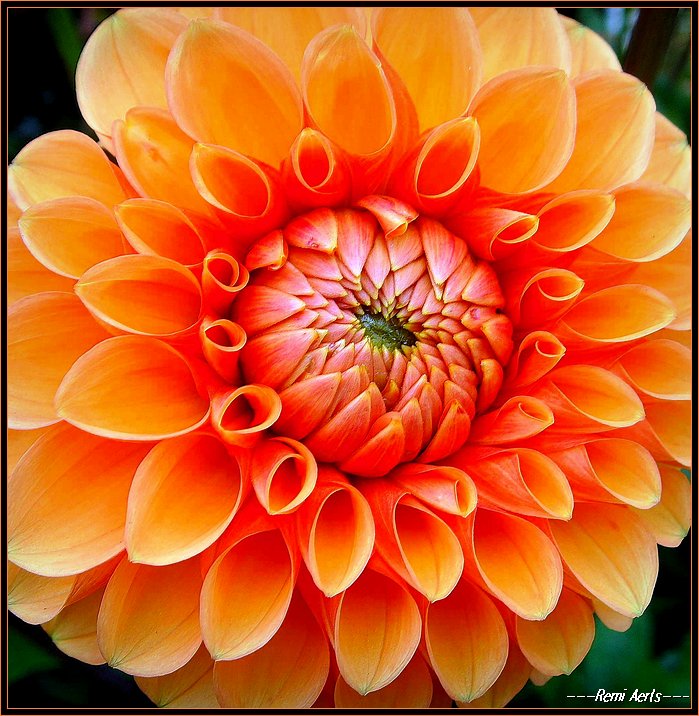 photo "sunny flower" tags: nature, macro and close-up, flowers