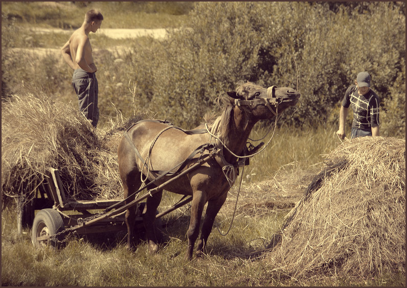 photo "Horse and hay" tags: nature, genre, pets/farm animals