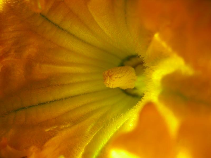 photo "***" tags: nature, macro and close-up, flowers