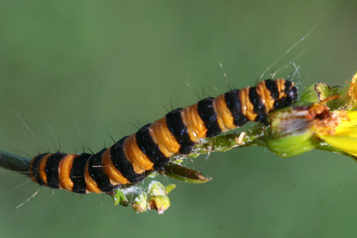 photo "***" tags: nature, macro and close-up, insect