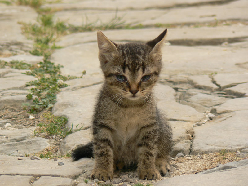 photo "Semi-wild kitten" tags: nature, travel, Europe, pets/farm animals