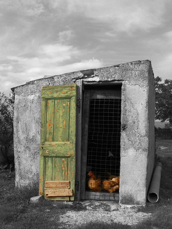 фото "Chicken Coup" метки: природа, черно-белые, домашние животные