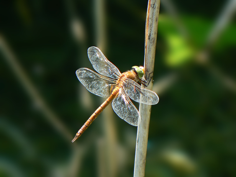 photo "Dragonfly" tags: nature, macro and close-up, insect