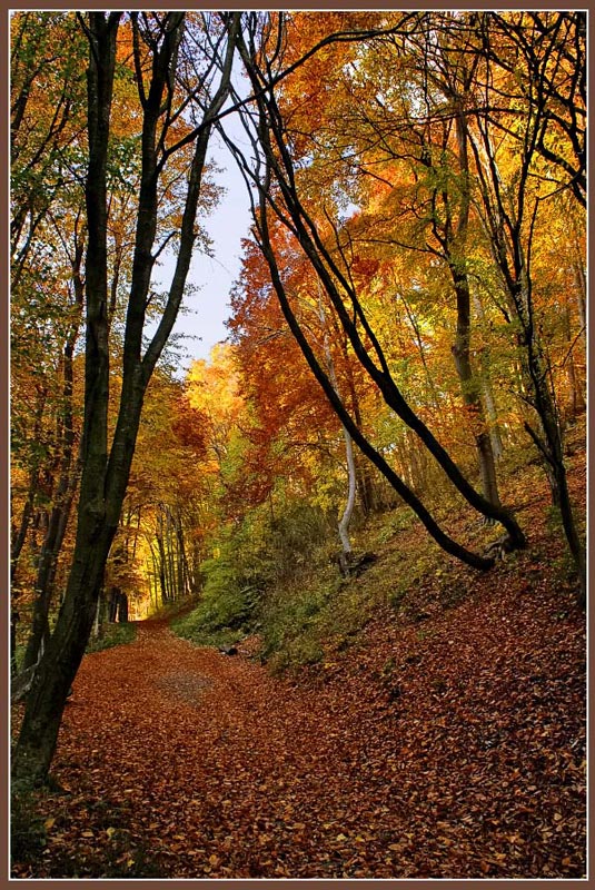 фото "***" метки: пейзаж, лес