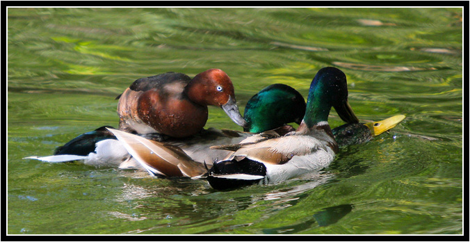 photo "***" tags: nature, genre, wild animals