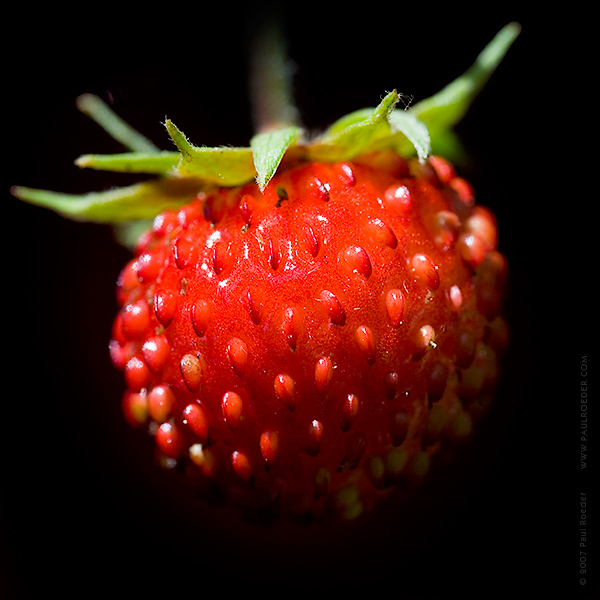 photo "Wild Strawberry" tags: nature, macro and close-up, flowers