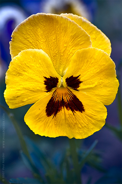 photo "Yellow Pansy" tags: nature, macro and close-up, flowers