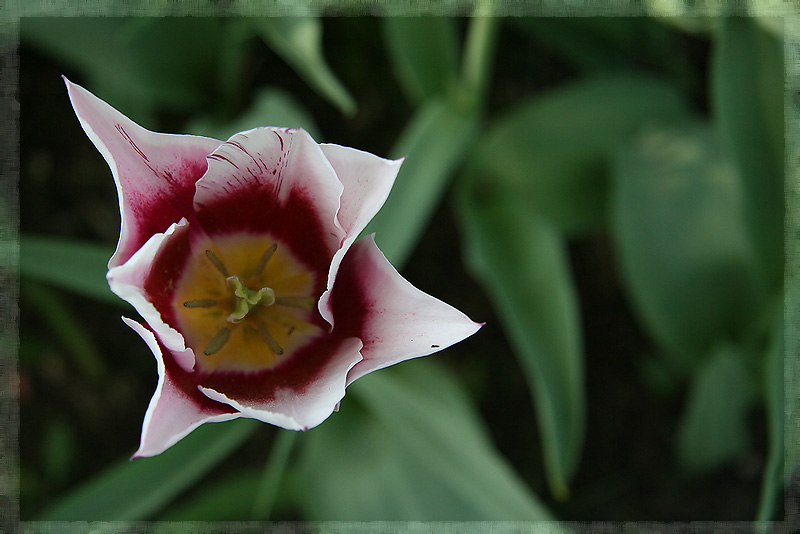 photo "***" tags: nature, macro and close-up, flowers