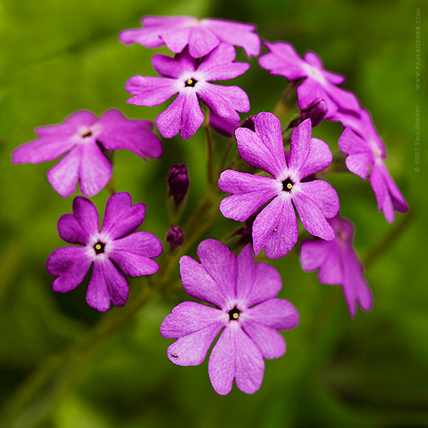 photo "Bird's-eye Primrose (Primula farinosa)" tags: nature, macro and close-up, flowers