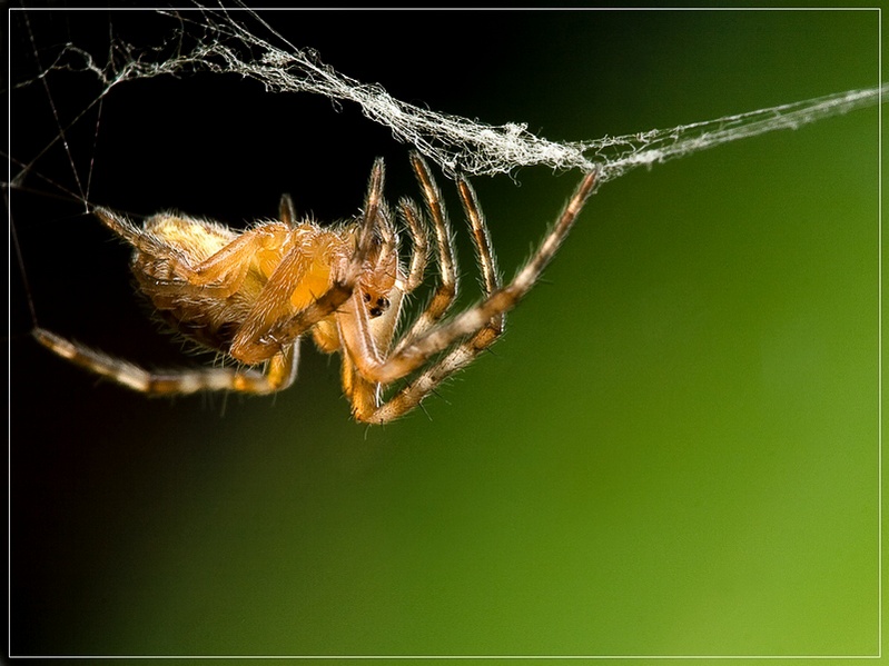 photo "On the border" tags: nature, macro and close-up, insect