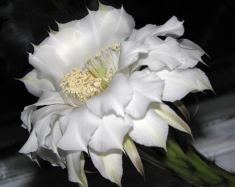 photo "Flower of the Cactus" tags: nature, macro and close-up, flowers