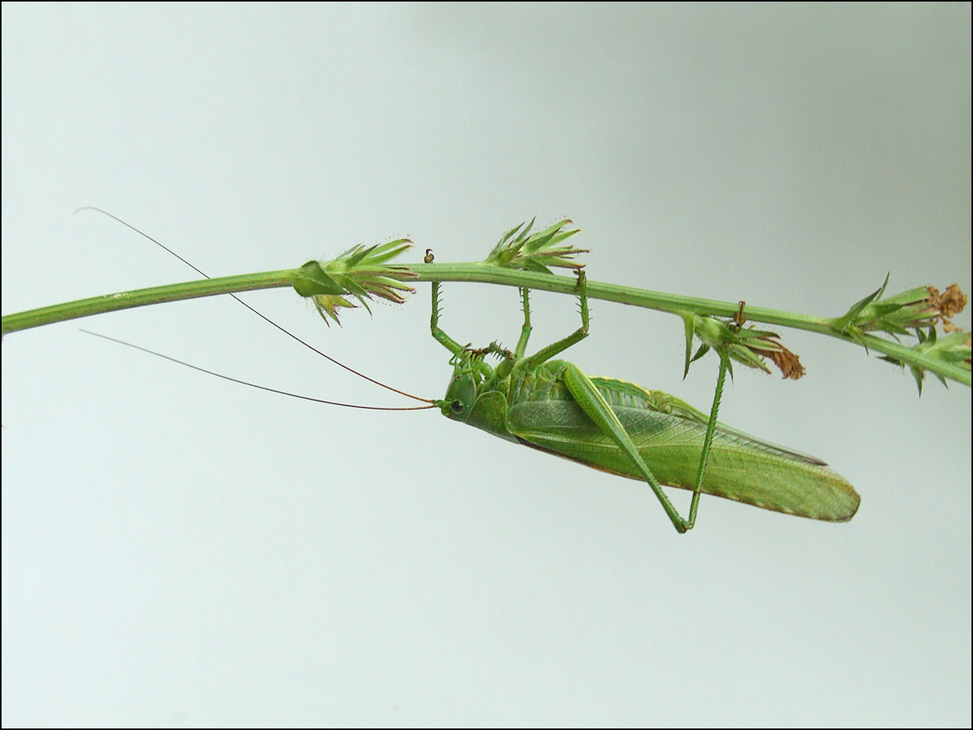 photo "***" tags: nature, macro and close-up, insect