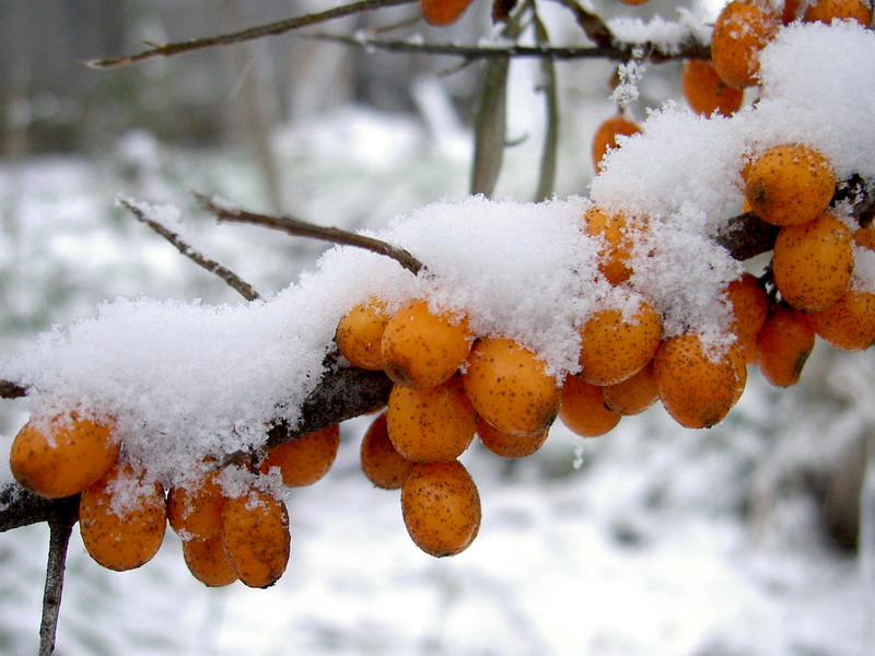 photo "sea-buckthorn in winter" tags: nature, sport, flowers