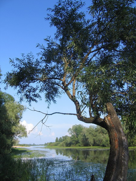 photo "***" tags: landscape, summer, water