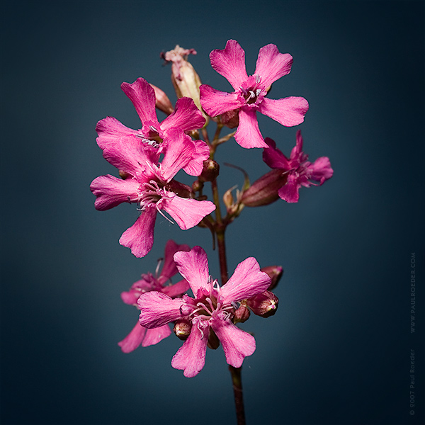 фото "Лесная гвоздика" метки: природа, макро и крупный план, цветы