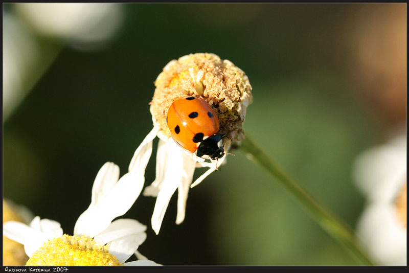 photo "***" tags: nature, macro and close-up, insect