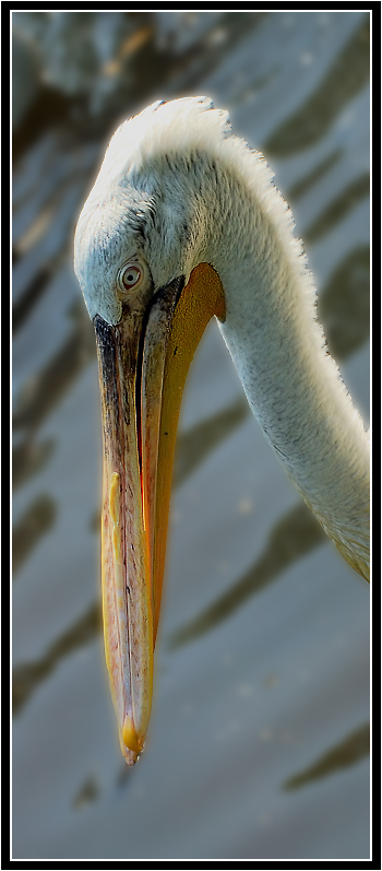 фото "Пеликан...." метки: природа, дикие животные