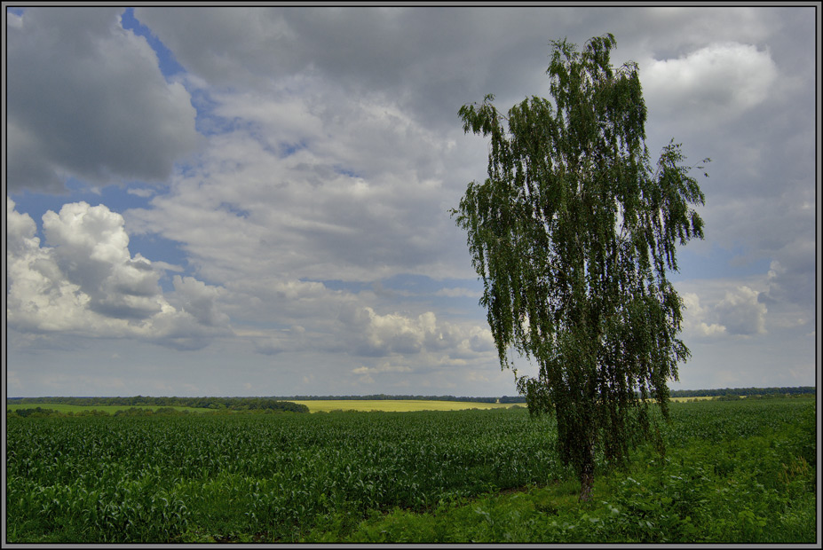 photo "in the field" tags: landscape, 