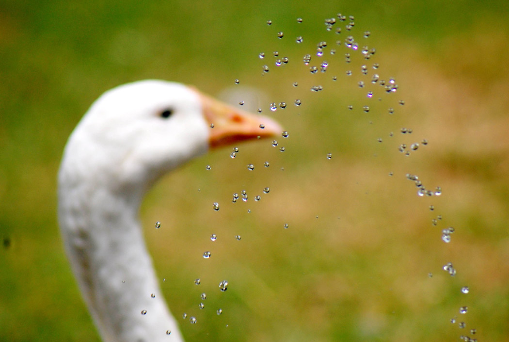 photo "Beat the Heat." tags: nature, landscape, forest, pets/farm animals