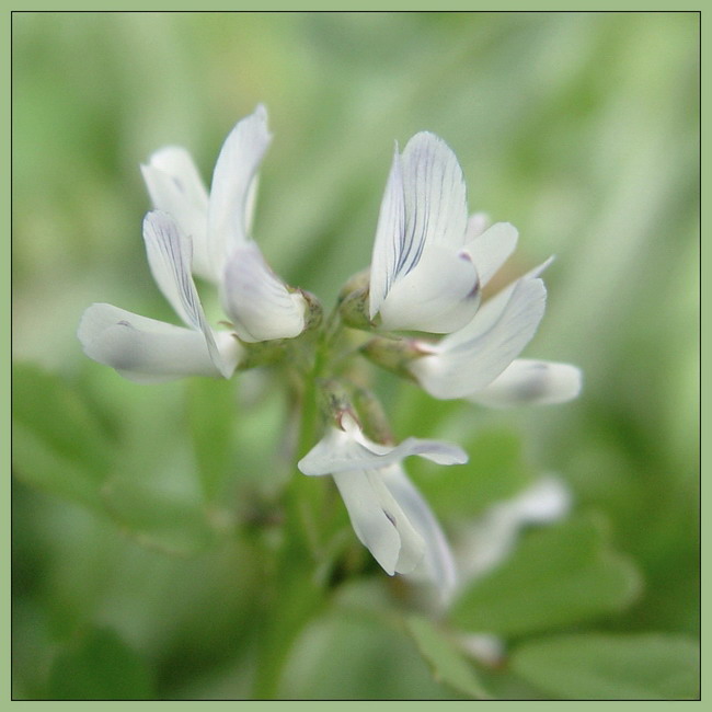 photo "Outside of sharpness - 2" tags: nature, flowers