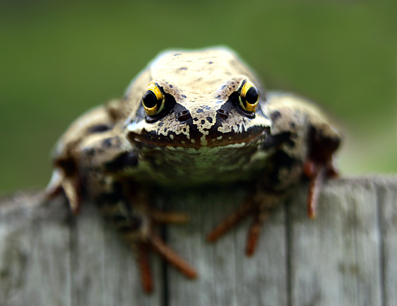 фото "I'm watching you" метки: природа, дикие животные