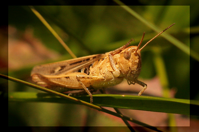 фото "Утренняя гимнастика" метки: макро и крупный план, природа, насекомое