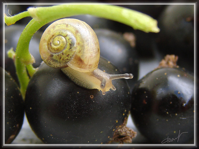 photo "world-encircling" tags: nature, macro and close-up, 