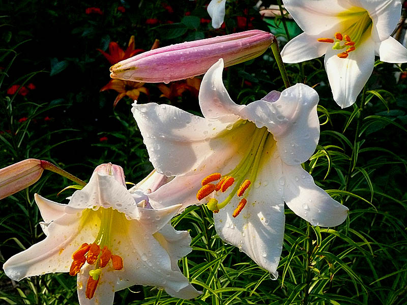 photo "***" tags: nature, flowers